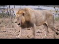 Lions at Ximangwaneni reservoir Part 1