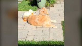 Duck and dog's unlikely friendship helps golden retriever regain her spark