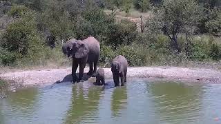 Африка. Слоны - Africa. Elephants