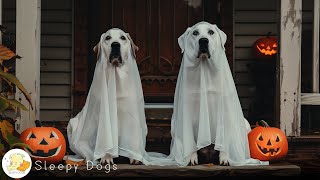 12 Hours of Dog TV for Dogs to Watch 🐶 Dog Calming Video 🎵 Anti-Anxiety Relief While You’re Away