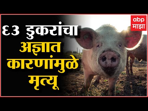 African Swine Fever : त्रिपुरात आढळला आफ्रिकन स्वाइन फीव्हर, 63 डुकरांचा अज्ञात कारणांमुळे मृत्यू