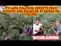 Paano maparami ang Bulaklak at Bunga ng TALONG? Fertilizer Guide