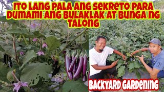 Paano maparami ang Bulaklak at Bunga ng TALONG? Fertilizer Guide