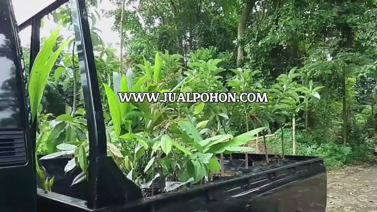 Ciptakan Perkebunan Sukses dengan Bibit Pisang Emas Kirana Unggulan! (Proses Kirim)