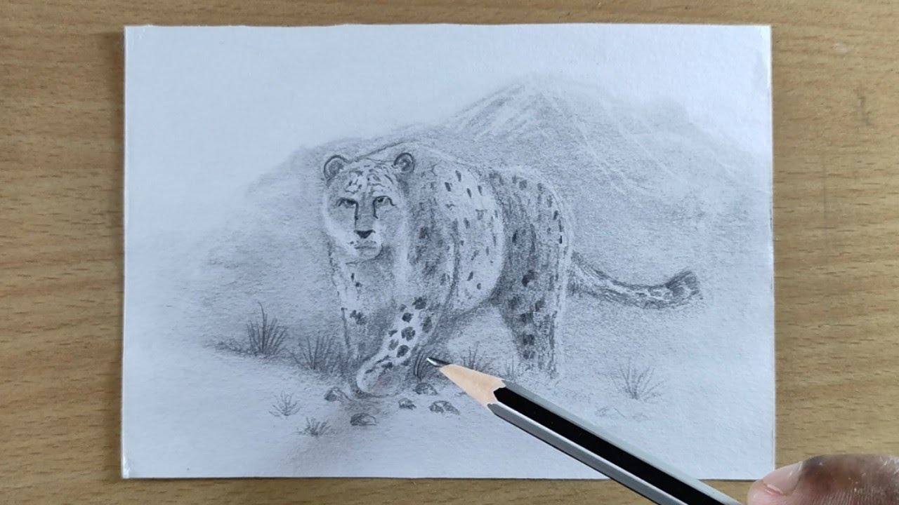 How to draw a Mountain Leopard | Pencil Drawing for beginners - YouTube