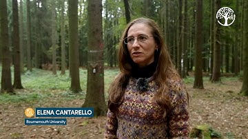 How disturbances affect the resilience of forests with high biodiversity value in the UK