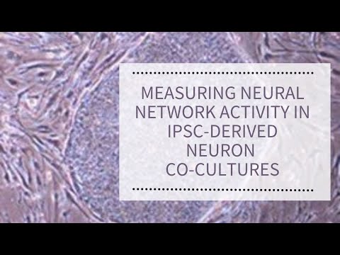 Video: Wijziging In Basaal En Depolarisatie Geïnduceerd Transcriptioneel Netwerk In Van IPSC Afgeleide Neuronen Van Het Syndroom Van Timothy
