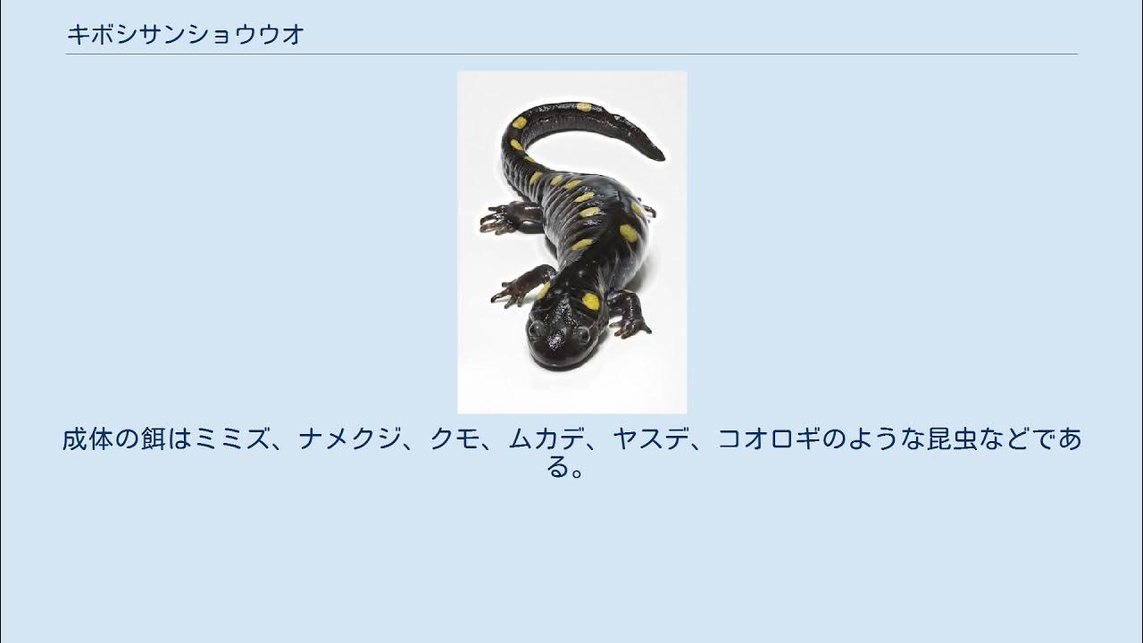 キボシサンショウウオ YouTube