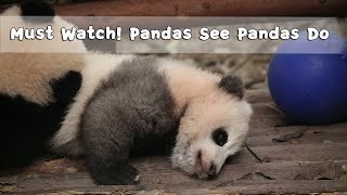 Must Watch 3 ! Pandas See Pandas Do | iPanda