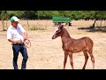 como se entrena un  potrillo de 3 meses- El Salvador en el campo