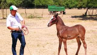 como se entrena un  potrillo de 3 meses- El Salvador en el campo