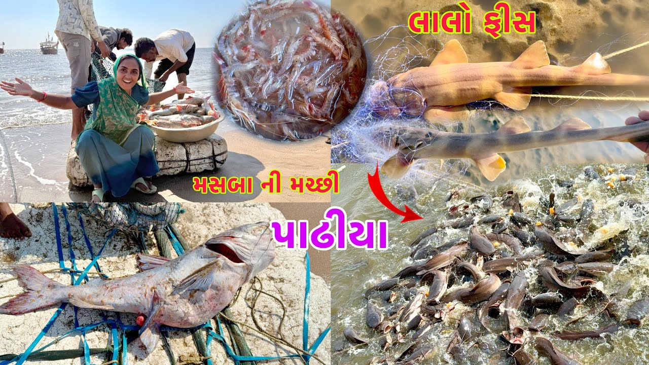 મીઠા પાણી ના પાઢીયા 🐟 khaga fish 🐠🎣 dariyai khedut@Dhanjinimoj 