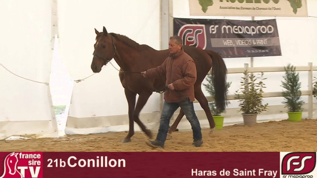 Conillon de retour au Haras de Vains - France sire