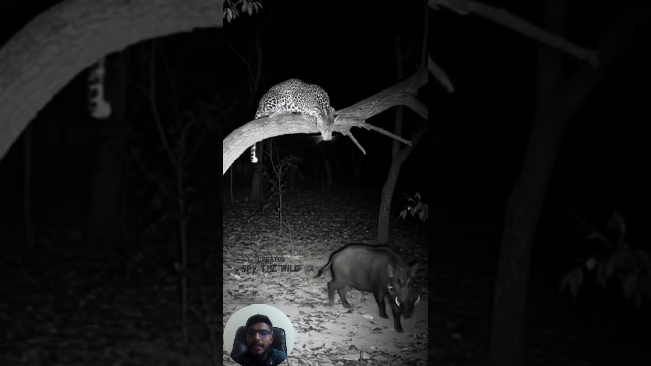Leopard S Mid Air Ambush On Wild Boar Night Animals Hunt