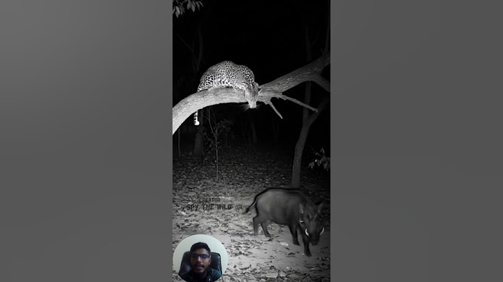 Leopard’s Mid-Air Ambush on Wild Boar | Night Animals Hunt