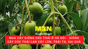 Mua cây giống cóc thái ở Hà Nội - Giống cây cóc Thái Lan cây lùn, trái to, sai quả | MuaBanNhanh