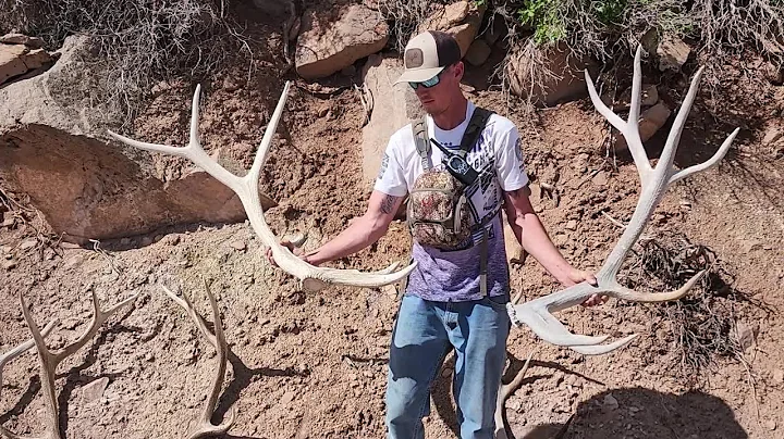 Back to the ol Stomping Grounds for some Stud Elk ...
