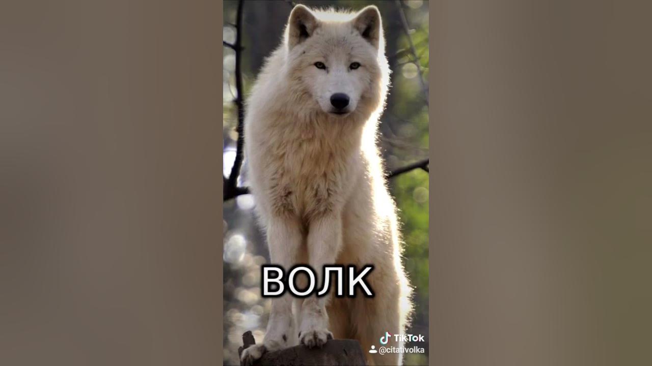 мем про волка и козлят