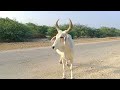 Cankrej cow  beautiful cow  thar desert  thar thak