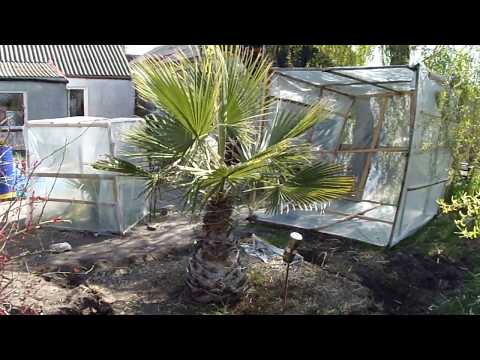 Video: Palm Washingtonia (28 Bilder): Hemvård För Inomhusväxter. Filamentous Och Robusta