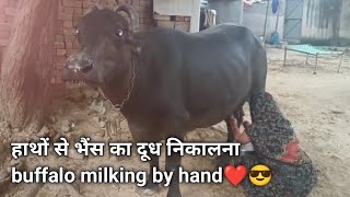 buffalo milking by hand✋❤️😎 | हाथों से भैंस का दूध निकालना | Vllage Life | Rudhikraghavvlogs