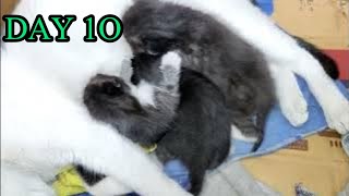 10th birthday of kittens