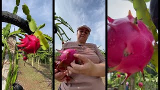 Hechos del Agro  La familia que produce pitahaya libre de venenos