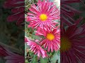BEAUTIFUL💖КРАСОТА#shorts#beautiful #nature #flowers#music#autumn#осень#цветы#красиво#настроение#