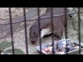 ユーラシアカワウソ「はな」の食事TIME （井の頭自然文化園）Otter Feeding Time