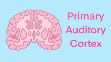 Primary Auditory Cortex | Cute Neuroscience #scienceteacher #humanbiology #neuroscience #psychology