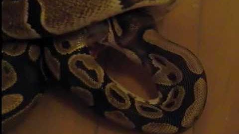 Ball Python Hunts A Rat