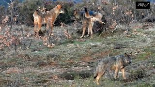 LOBOS: REUNION DE HEMBRA Y SU NUEVO MACHO ALFA CON TRES JOVENES (CORDILLERA CANTABRICA: ABRIL 2024)