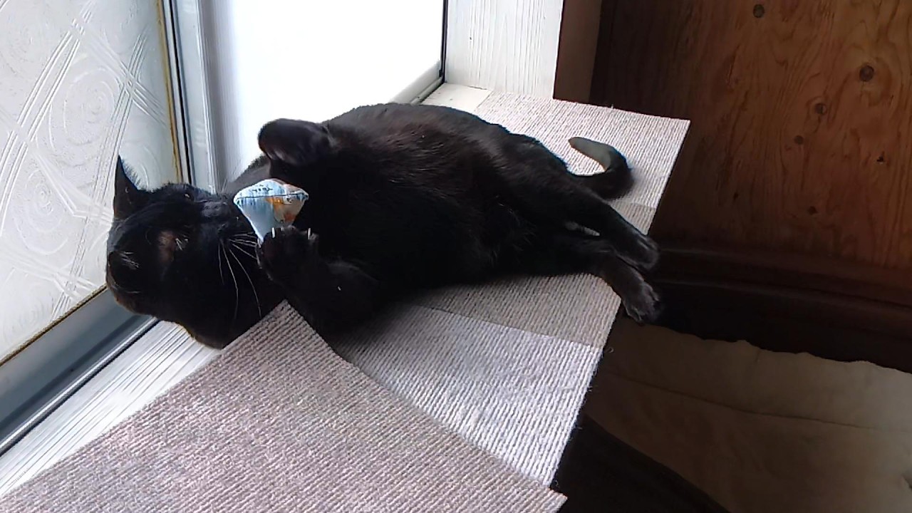 黒猫｜横になって遊ぶ姿がおかしい猫