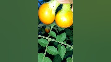 Who Likes To See So Cute Smallest Cucumbers? #gardening #farming #vegetables #cucumber #shorts