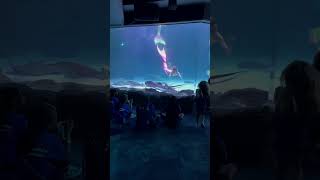 Mermaid interacts with audience at a mermaid show in Myrtle Beach South Carolina #mermaid