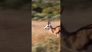 Springbok Jumps For Joy #springboks #wildlife