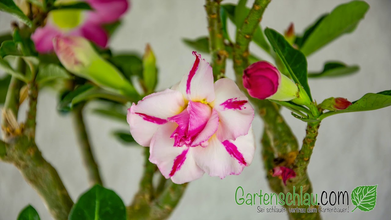 Adenium-Blüte im Zeitraffer – und Blattläuse direkt daneben