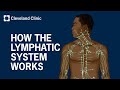 How Does the Lymphatic System Work?