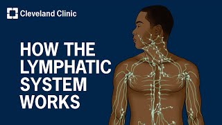 How Does the Lymphatic System Work?