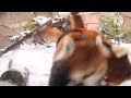 わちゃわちゃレッサーパンダ ( 那須どうぶつ王国 2023.01.29 )