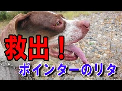 イングリッシュポインターのリタ救出 Rescue English Pointer Rita のんびりおやじｄ Youtube