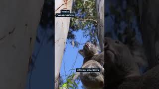 Koala-ty citizen scientists are helping with conservation.