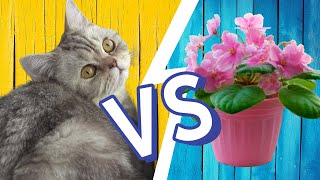 Кошка VS цветок. 6 лайфхаков, как спасти цветы от кошки. ))