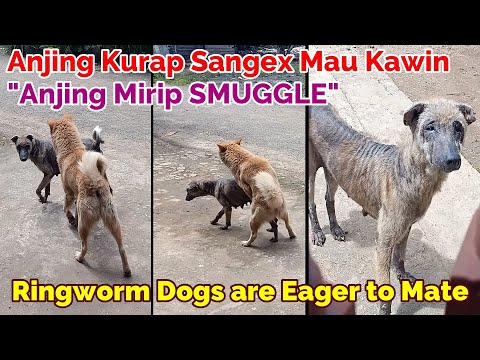 Anjing Kurap Sangex Mau Kawin \