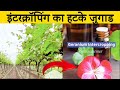 ये वीडियो से आपको एक नया इंटरक्रॉपिंग आईडिया मिलेगा 🧠  | Indian Farmer | #shorts