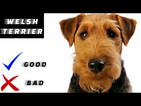Video: Welsh Terrier Genetic Diseases