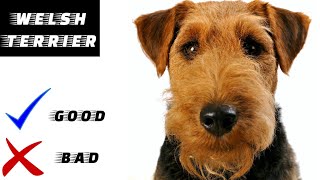 Welsh terrier pros and cons | The Good And The Bad