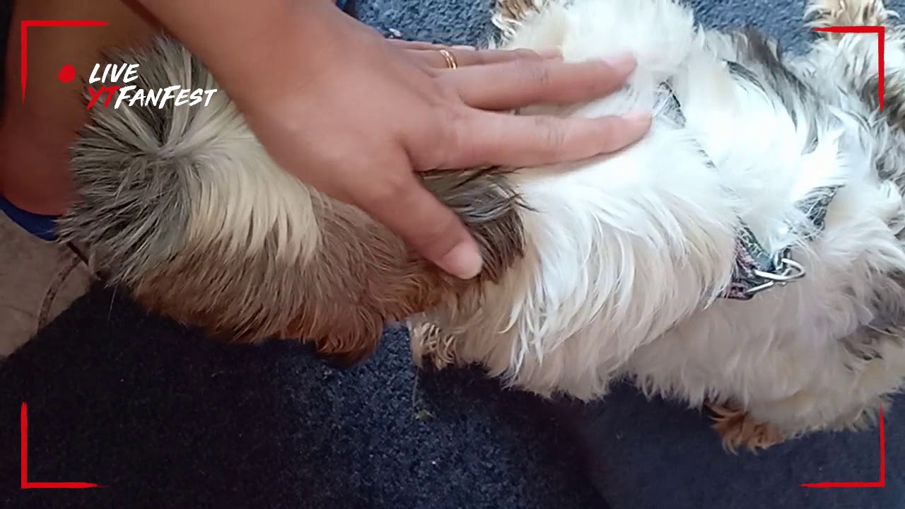 Akira In Labor 56 Days Pregnant Shih Tzu YouTube akira-in-labor-56-days-pregnant-shih-tzu-youtube