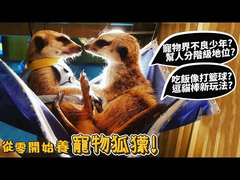 【從零開始養】寵物狐獴!幫家中寵物分地位?吃飯像打籃球?逗貓棒新玩法?【許伯簡芝】meerkat