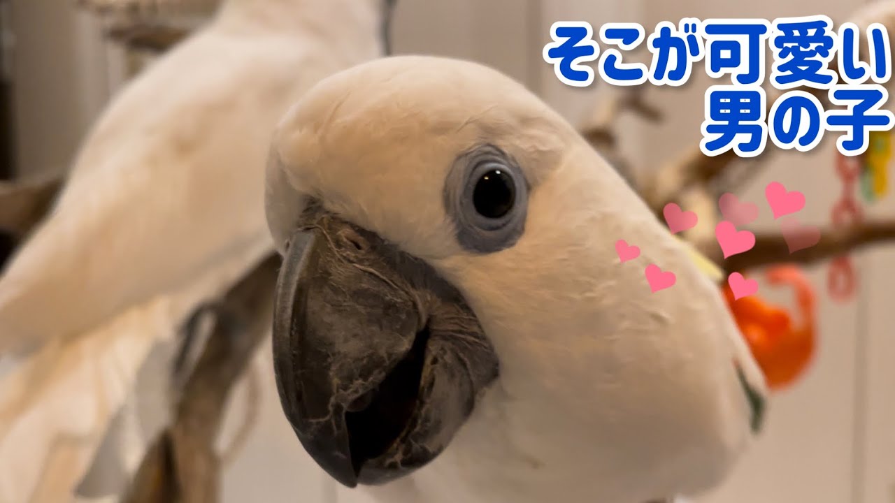 ドジっぷりが可愛いオウムの男の子w Youtube